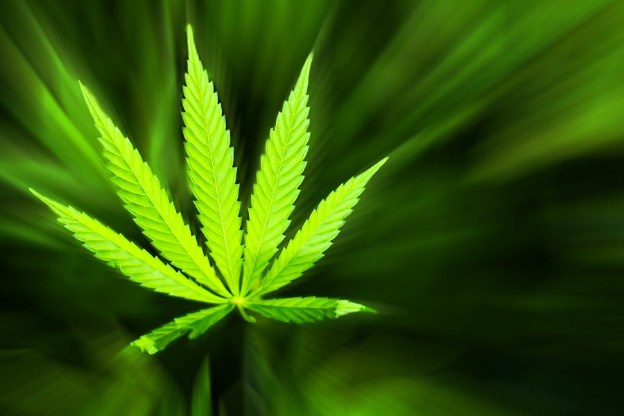 Marijuana POS: Three Key ‘Must-Have’ Features